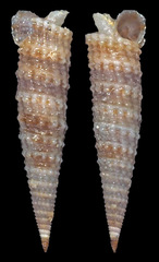 Euthymella concors