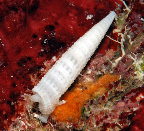 Euthymella concors observed 2011-11-21
