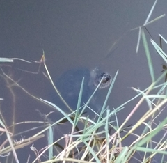 Emys orbicularis galloitalica