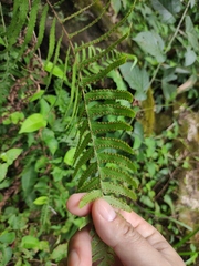 Microlepia marginata