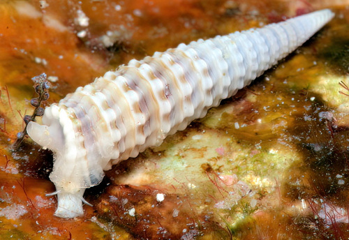 Euthymella concors observed 2012-04-30