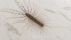 Scutigera coleoptrata