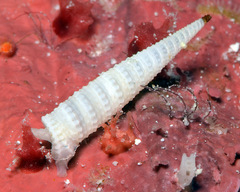 Euthymella concors