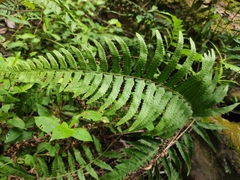 Microlepia marginata