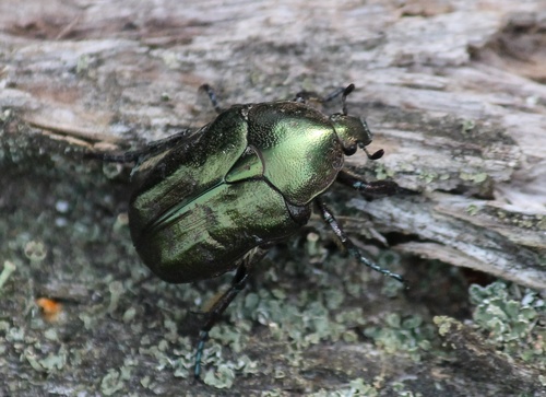 Dėmėtasis Auksavabalis nuotrauka