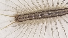 Scutigera coleoptrata