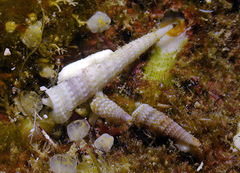 Euthymella concors