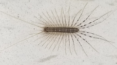 Scutigera coleoptrata