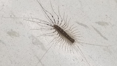 Scutigera coleoptrata
