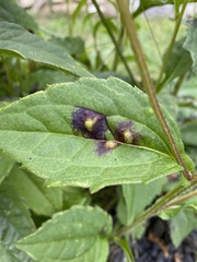 Bactericera antennata