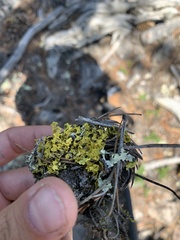 Vulpicida juniperinus