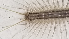 Scutigera coleoptrata