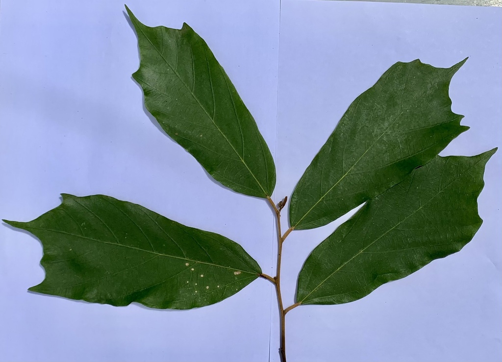 Pterospermum kingtungense