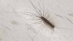 Scutigera coleoptrata