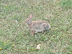 Sylvilagus floridanus