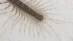 Scutigera coleoptrata