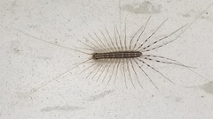Scutigera coleoptrata