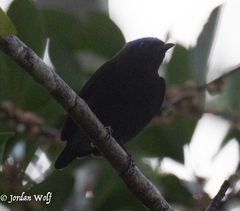 Lepidothrix coronata