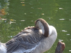 Anser cygnoides domesticus