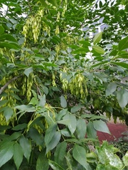 Fraxinus pennsylvanica