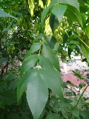 Fraxinus pennsylvanica