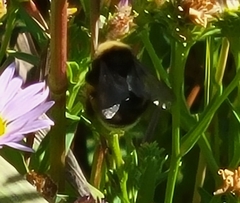 Bombus occidentalis
