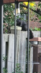 Sciurus carolinensis