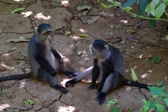 Cercopithecus mitis