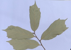 Pterospermum kingtungense