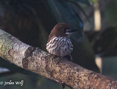 Micromonacha lanceolata