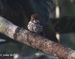 Micromonacha lanceolata