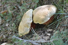 Rubroboletus satanas