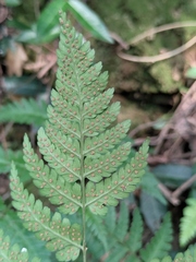 Dryopteris sparsa
