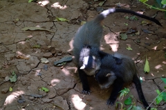 Cercopithecus mitis