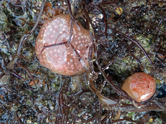Aplidium elegans