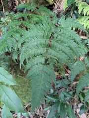 Dryopteris sparsa