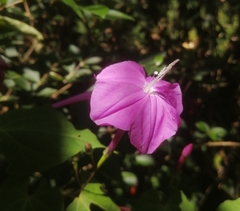 Ipomoea purga