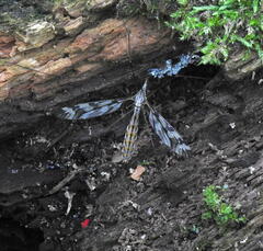 Tipula trivittata