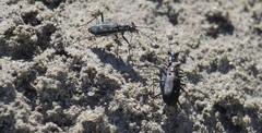 Cicindela haemorrhagica