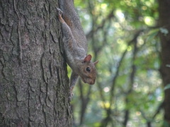 Sciurus carolinensis
