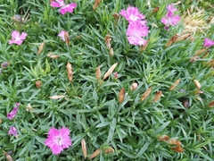 Dianthus chinensis