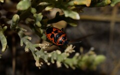 Eurydema spectabilis