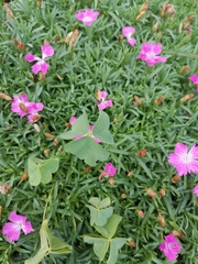 Dianthus chinensis