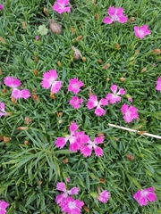Dianthus chinensis