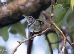 Herpsilochmus dugandi