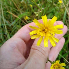 Picris hieracioides