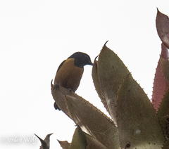 Euphonia chlorotica