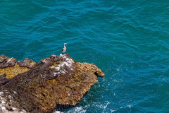 Phalacrocorax nigrogularis