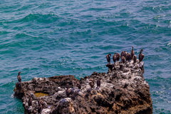 Phalacrocorax nigrogularis