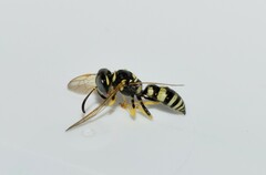 Philanthus venustus